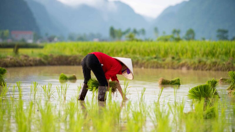 Hình nền quê hương gặt lúa