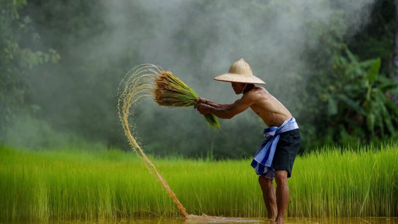 Hình nền quê hương gặt lúa