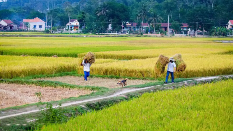 Hình nền thu hoạch quê hương