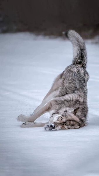 Hình nền sói đơn độc dưới tuyết