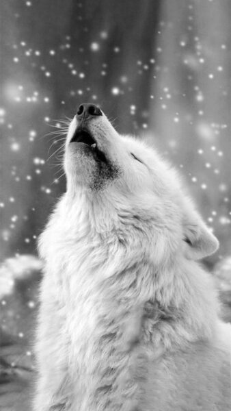 Hình nền con sói đơn độc nhìn lên bầu trời