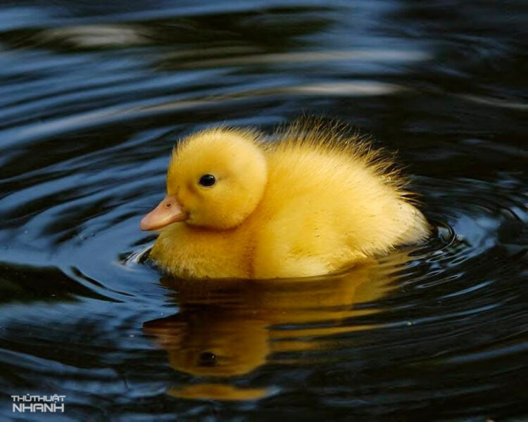 Ảnh ngộ nghĩnh chú vịt béo đang bơi