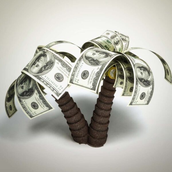 Ảnh nhiều tiền làm cây dừa