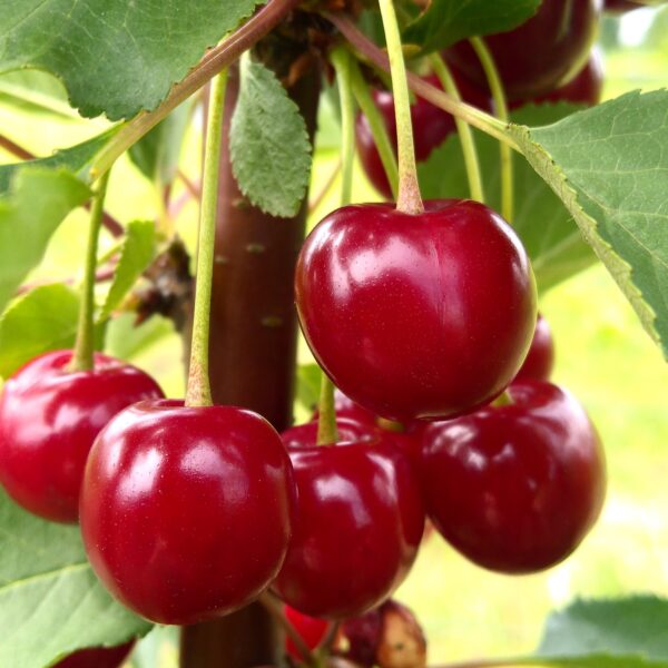 ảnh quả cherry được trồng tại nhà