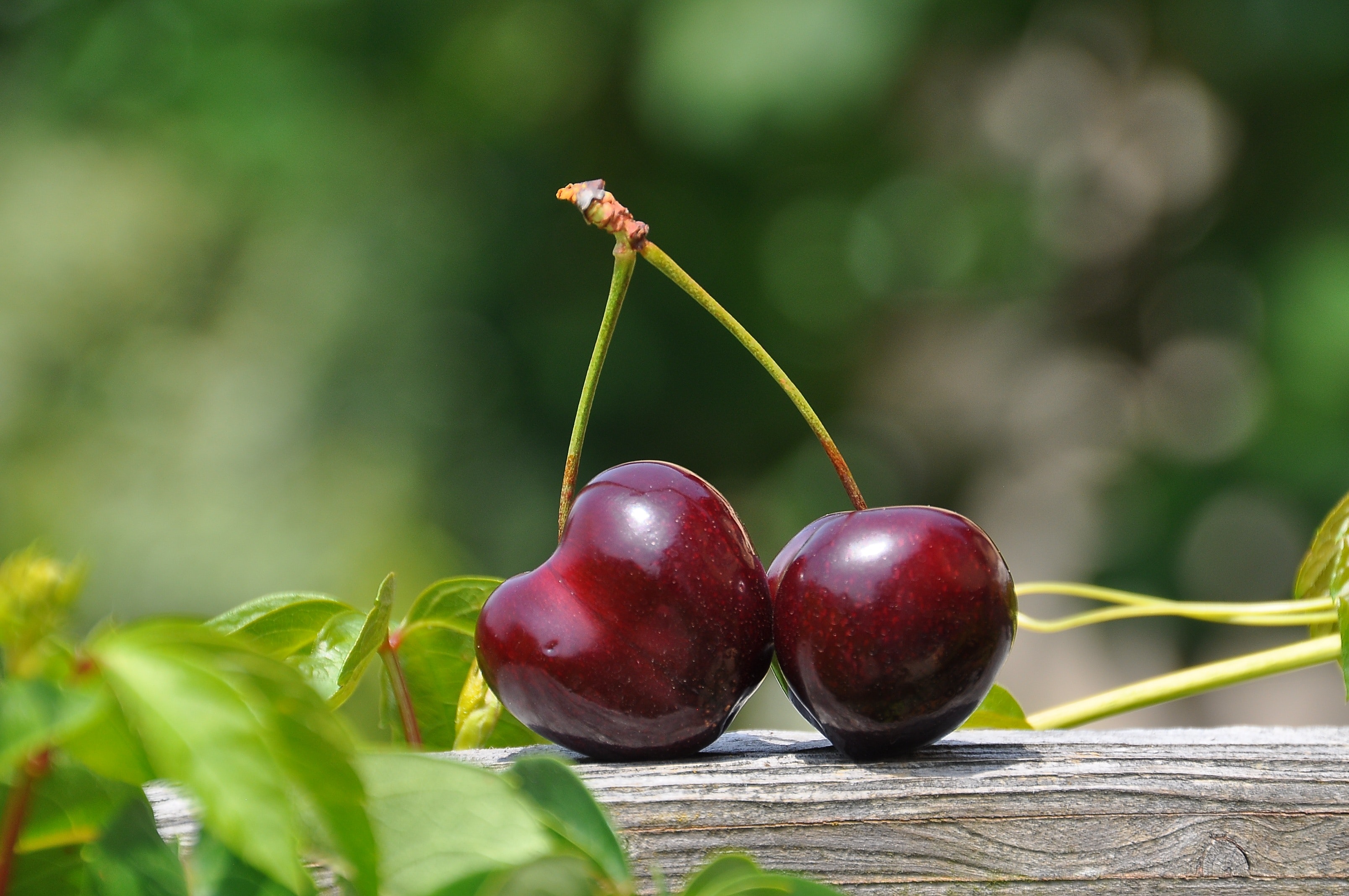 Những khoảnh khắc Hình ảnh quả cherry đẹp Ngon ngọt đến rụng răng