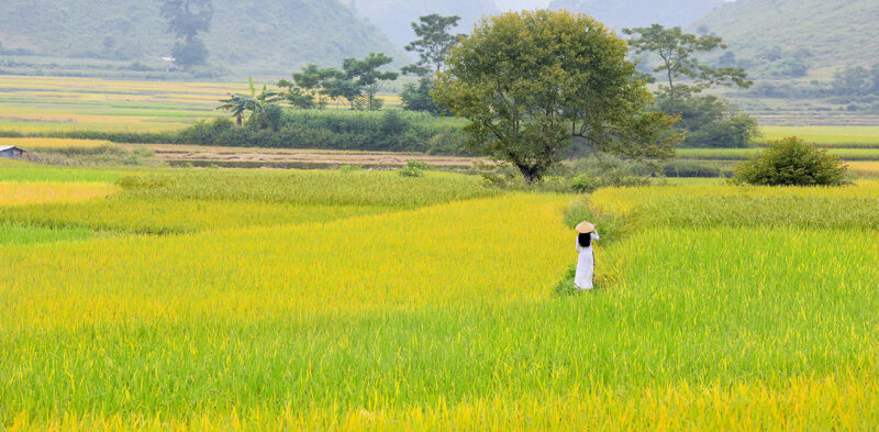 Ảnh quê hương áo dài trên nương chín