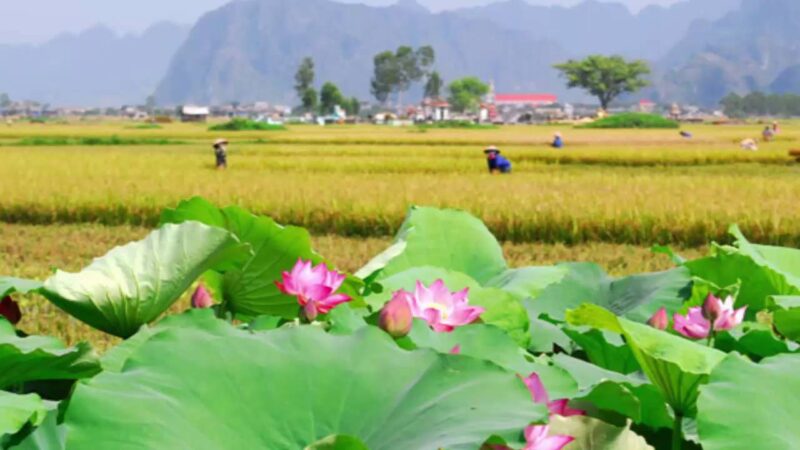 Ảnh quê hương đầm sen