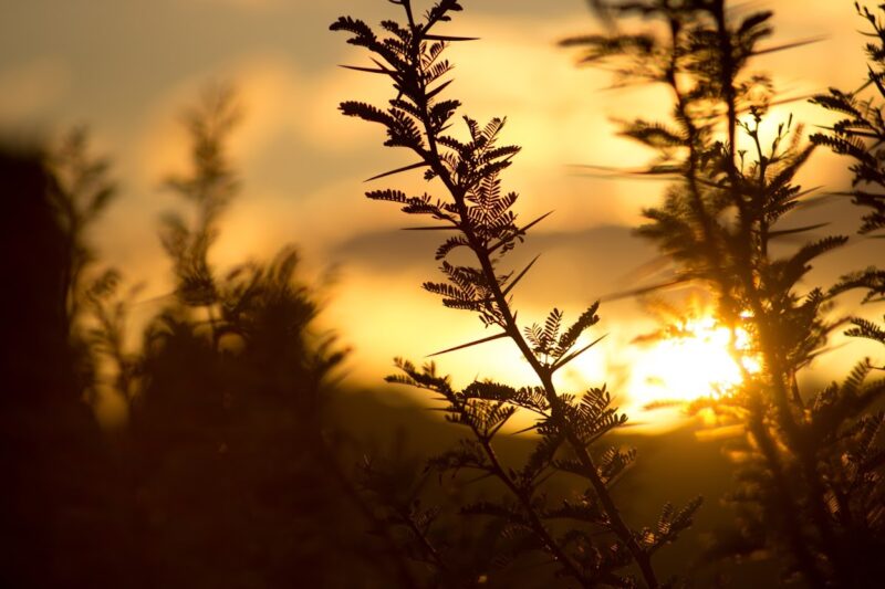 Foto zitiert Baumsilhouetten bei Sonnenuntergang