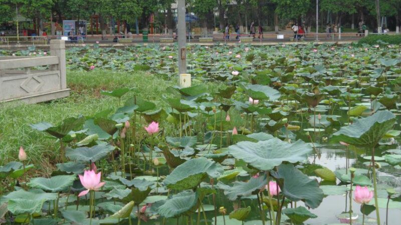 Ảnh Sài Gòn - hồ sen cực đẹp tại Đầm Sen