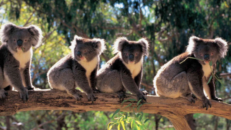 Ảnh thiên nhiên gấu koala đáng yêu