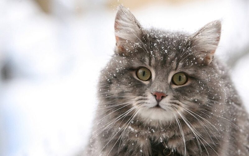 ảnh tuyết rơi đầu mèo