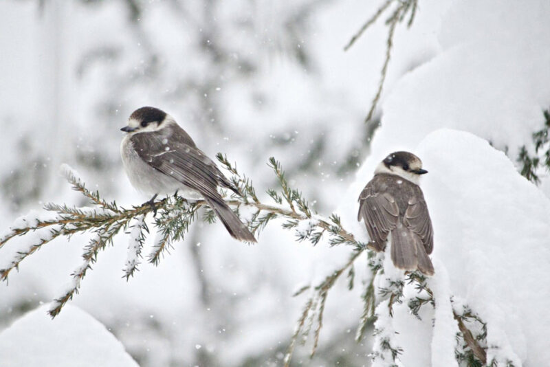 ảnh tuyết rơi khiến những chú chim không có tổ