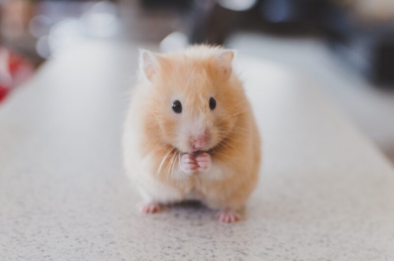 Hình Đại Diện Của Hamster