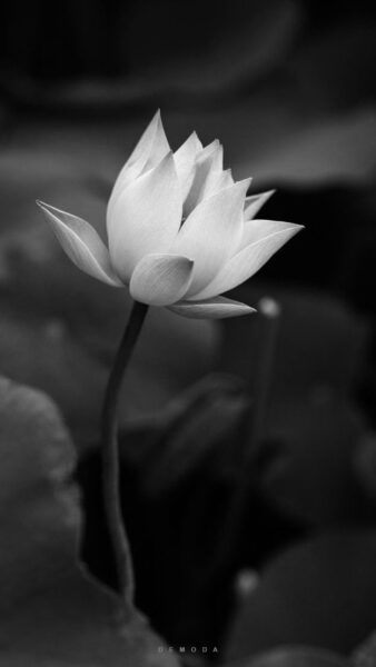 avatar hoa sen trắng nền đen cho đám tang