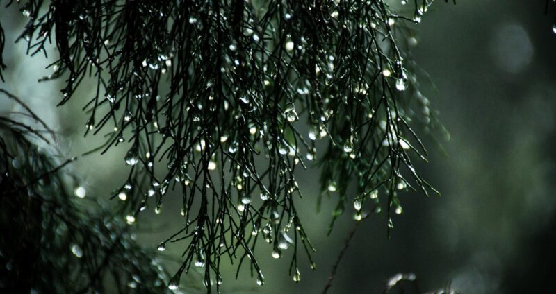 Background mưa rơi đọng nước trên tán lá