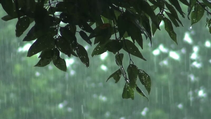 Background mưa rơi ngoài tán lá