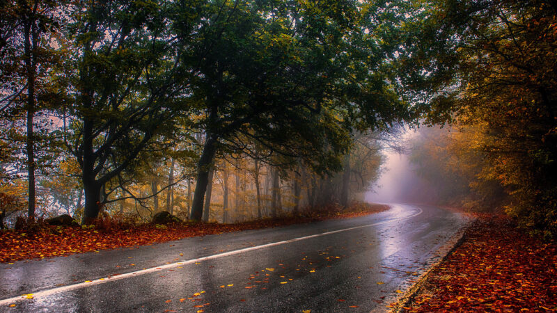 Background mưa rơi vào mùa thu