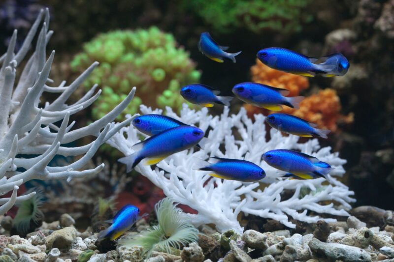 Hình ảnh bầy cá màu xanh trong bể