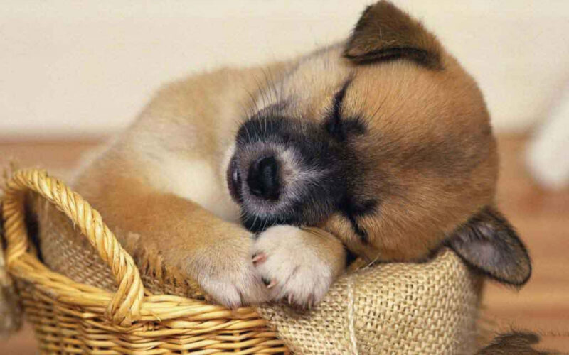 Hình ảnh buồn ngủ chú chó vàng trong giỏ