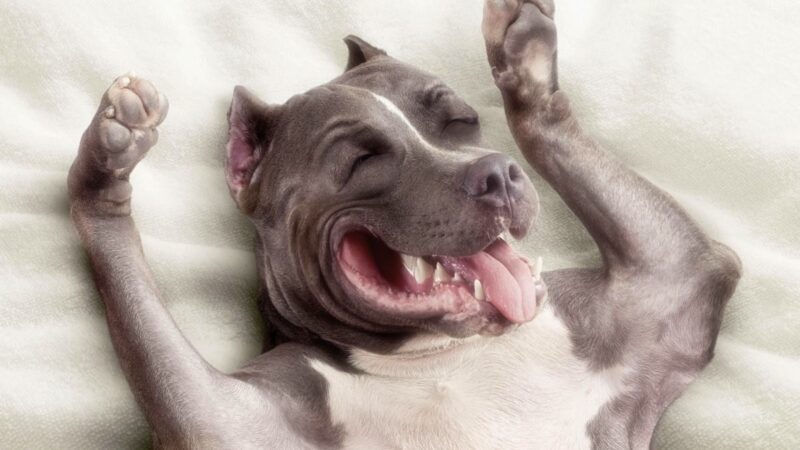 Hình ảnh buồn ngủ của chú chó cực hài hước