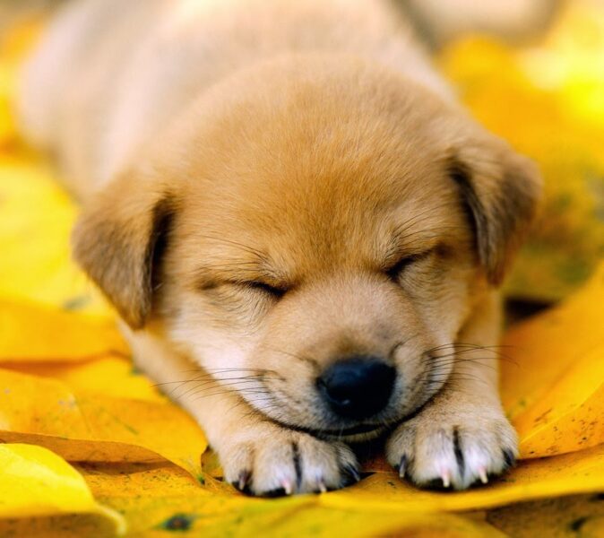 Hình ảnh buồn ngủ của chú chó vàng
