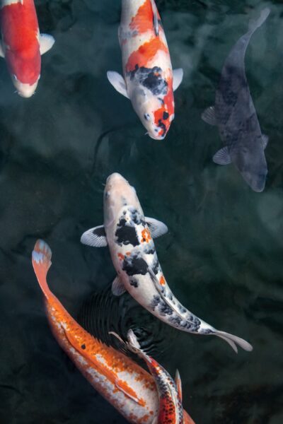 Hình ảnh cá Koi