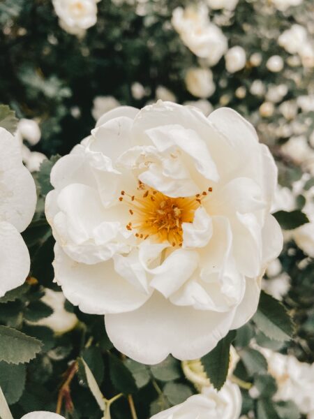 Hình ảnh chill hoa bông màu trắng