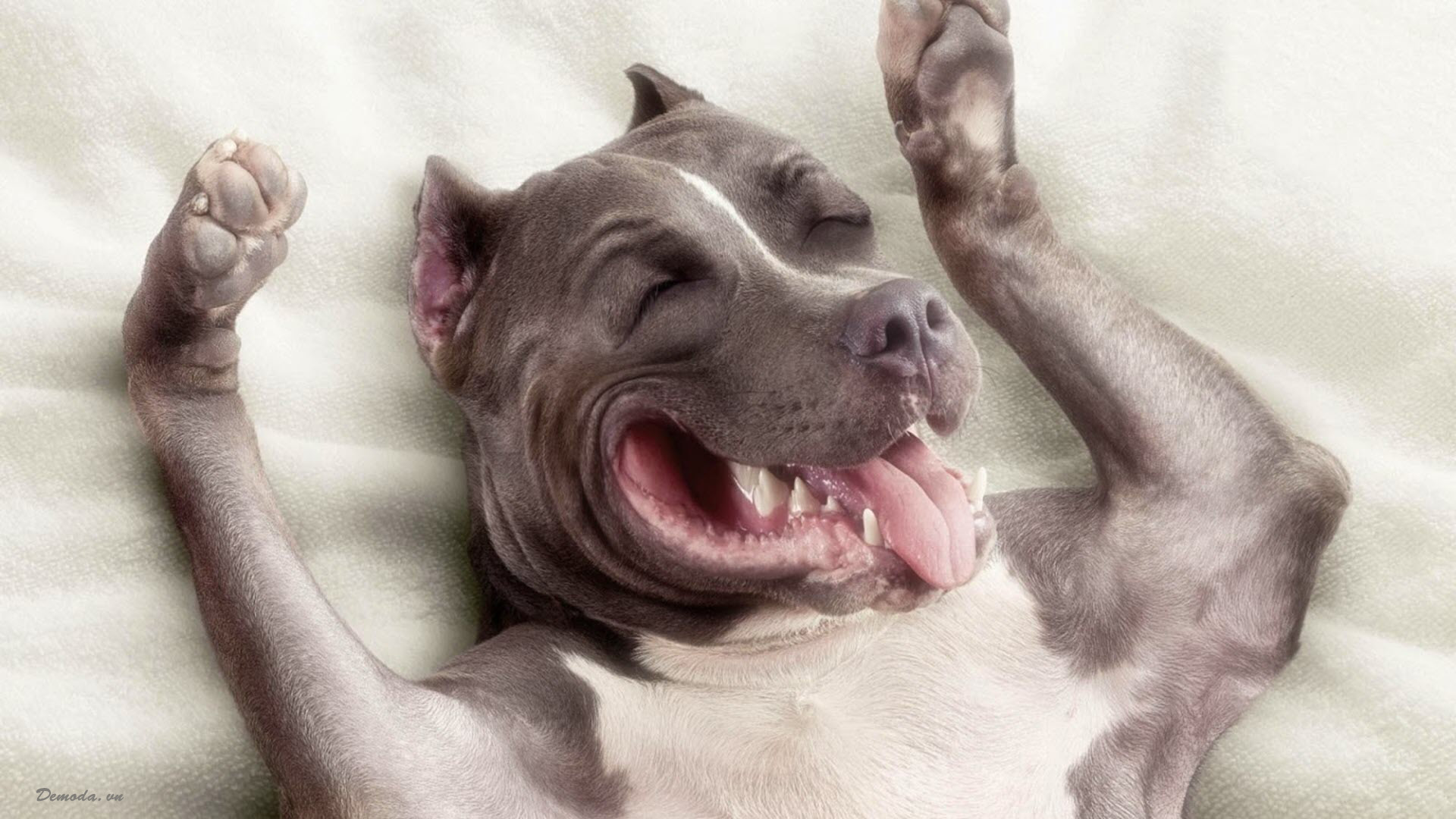 Chó hài hước là một chủ đề thường xuyên được nhắc đến trong các bức ảnh trên mạng. Hãy cùng chiêm ngưỡng những tấm ảnh đáng yêu của các chú chó tinh nghịch và hài hước trong tình huống khác nhau. Một trải nghiệm thú vị đang đợi bạn đó!