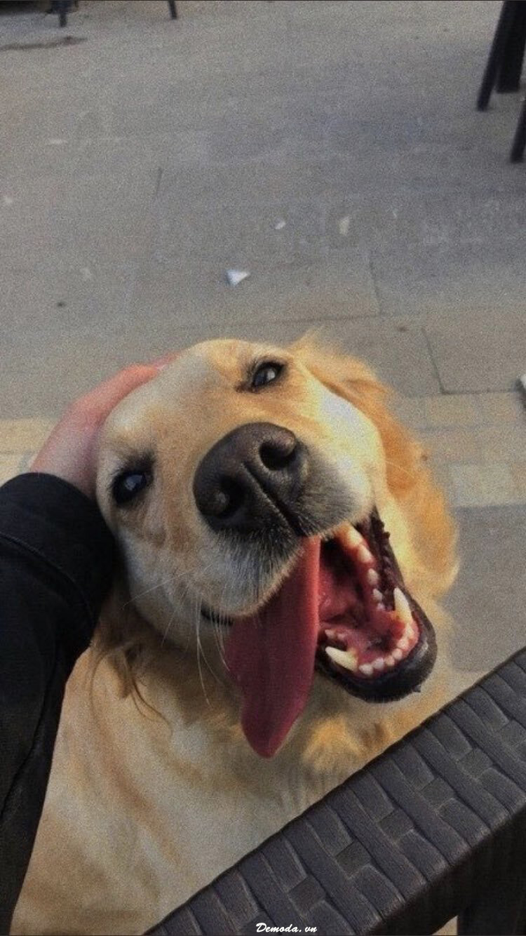 100 ảnh chó vắt lưỡi với các biểu cảm đáng yêu