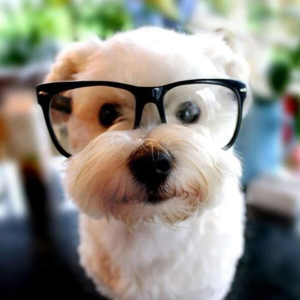 Hình ảnh một con chó đeo kính lông