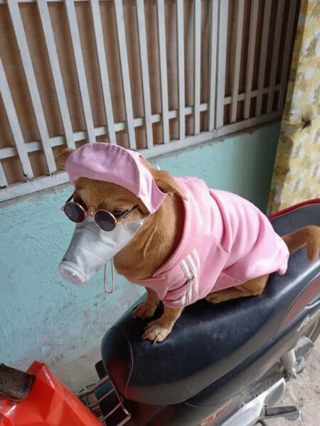 Hình ảnh chú chó đeo kính mặc áo hồng