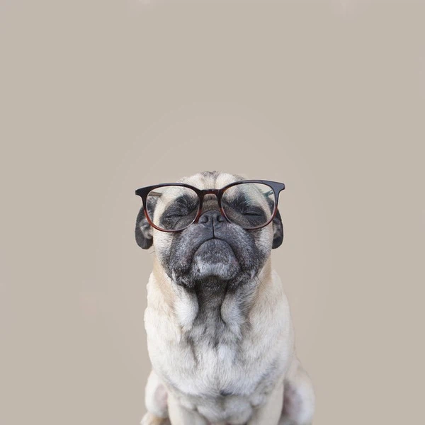 Hình ảnh chú chó đeo kính trên nền kem