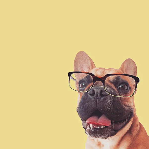Hình ảnh con chó đeo kính trên nền vàng