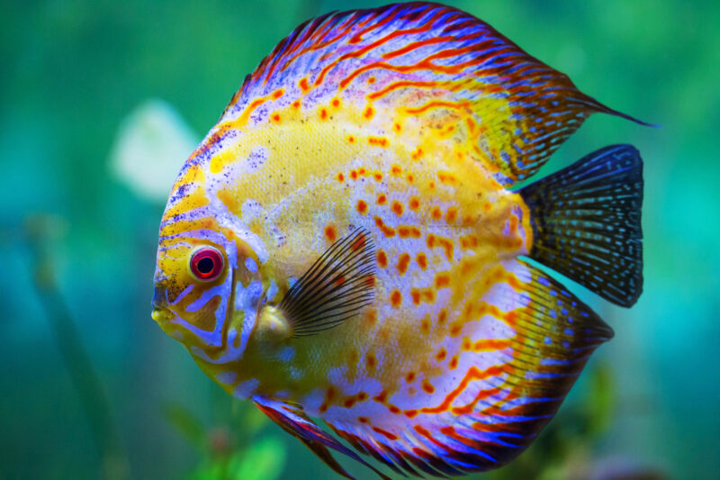 hình ảnh con cá đẹp nhiều màu sắc