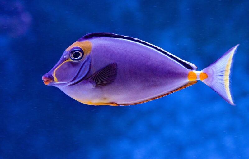 Hình ảnh con cá màu tím đẹp
