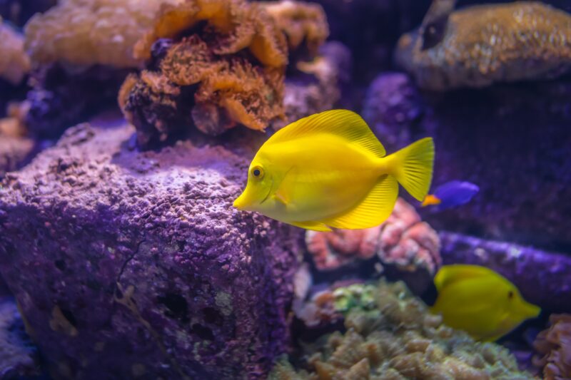 Hình ảnh con cá màu vàng đẹp
