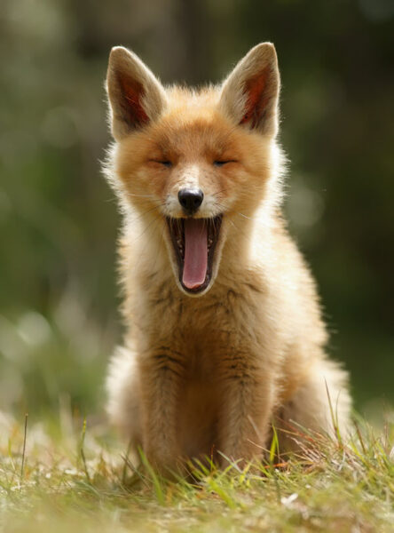 hình ảnh con cáo đang ngáp