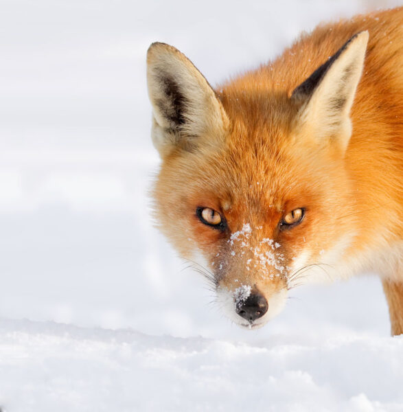 Hình ảnh con cáo già