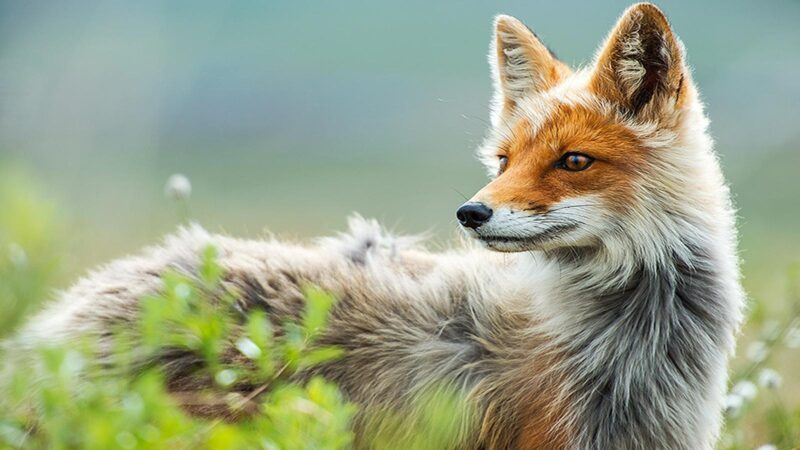 Hình ảnh con cáo lông màu trắng và cam