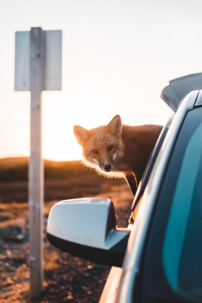Hình ảnh con cáo ngồi trên xe ô tô