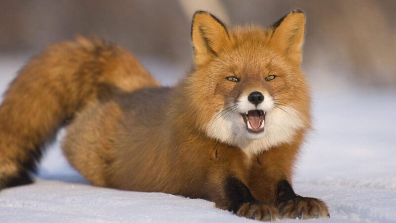 Hình ảnh con cáo vươn dài mình cute