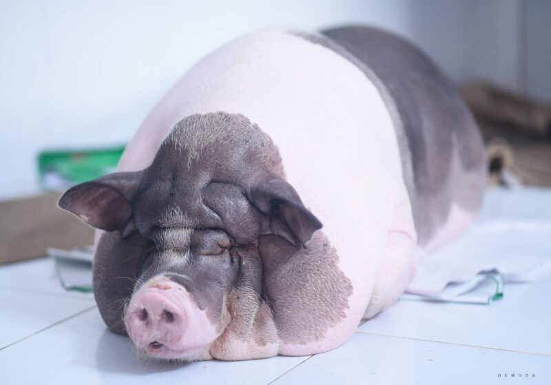 Hình ảnh con lợn mập đang ngủ
