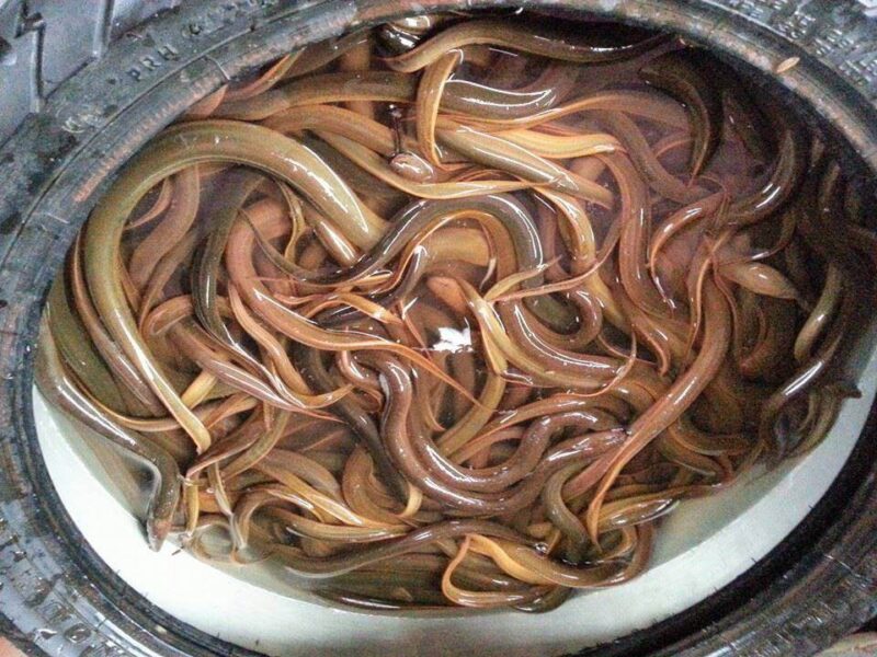 hình ảnh con lươn đẹp