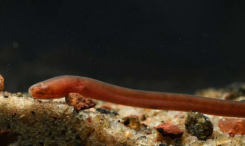 hình ảnh con lươn đẹp và độc