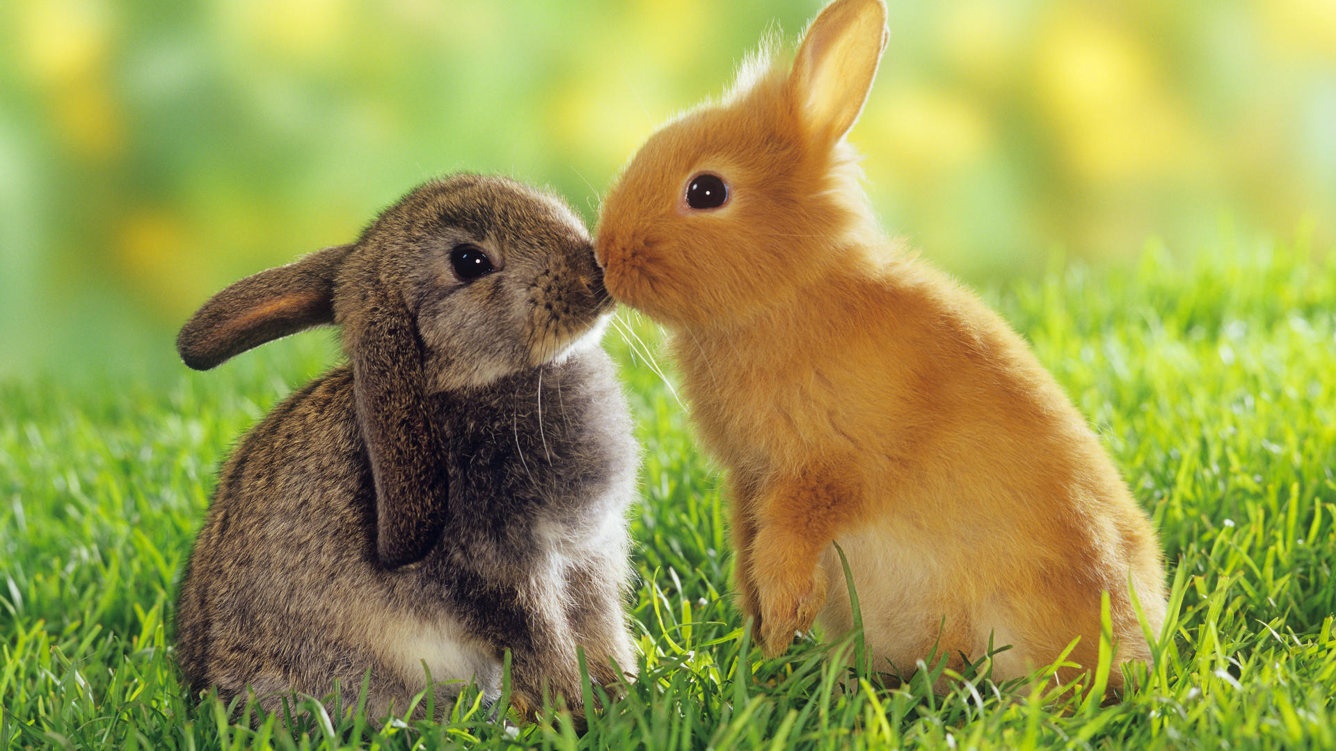 Hãy cùng ngắm nhìn những hình ảnh dễ thương, cute đến lạ kỳ về con thỏ xinh xắn, đáng yêu như một phép màu của thiên nhiên.