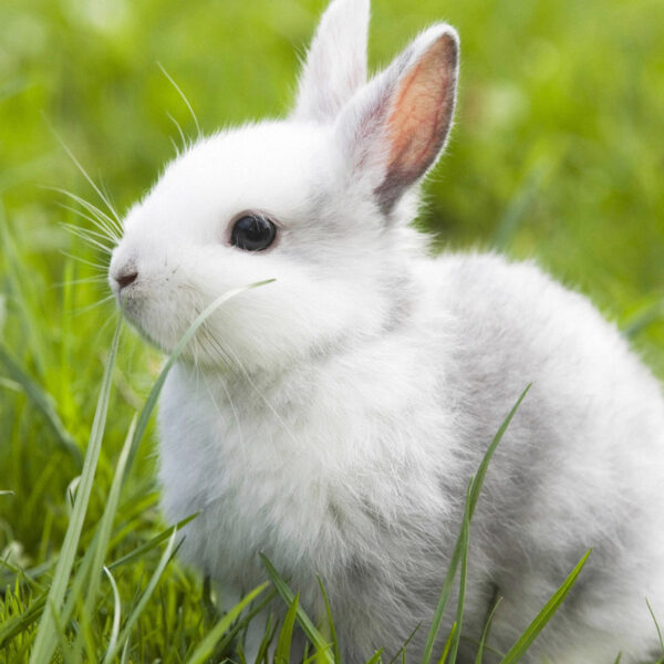 50 Hình ảnh con thỏ dễ thương ảnh nền con thỏ cute