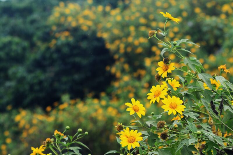 Bilder von traurigen gelben Wildblumen