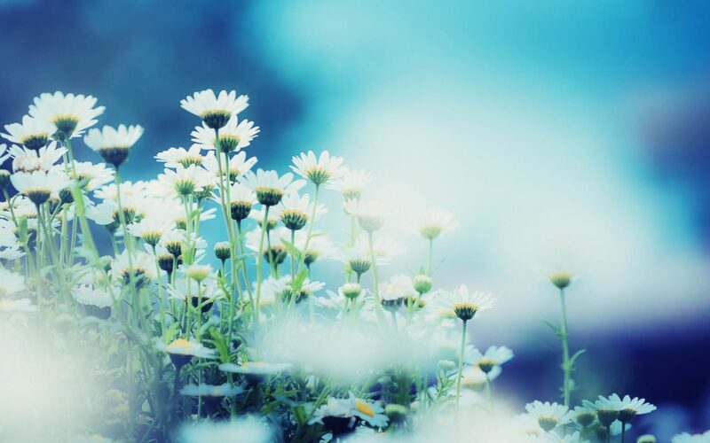 Bilder trauriger Wildblumen auf blauem Hintergrund