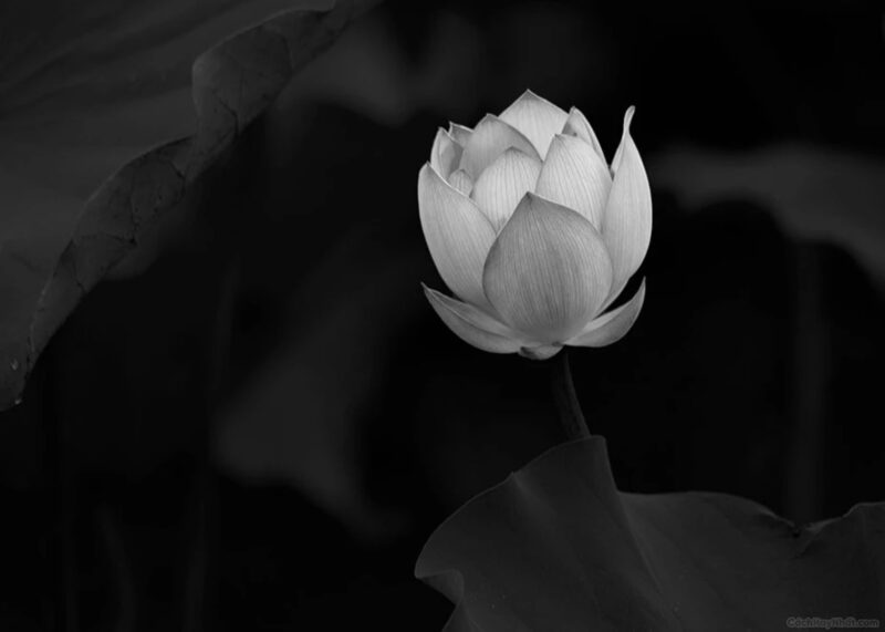 Hình ảnh hoa sen trắng nền đen thuần khiết nhất