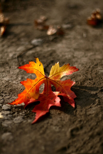 Bild trauriger gelber Blätter, die auf den Boden fallen